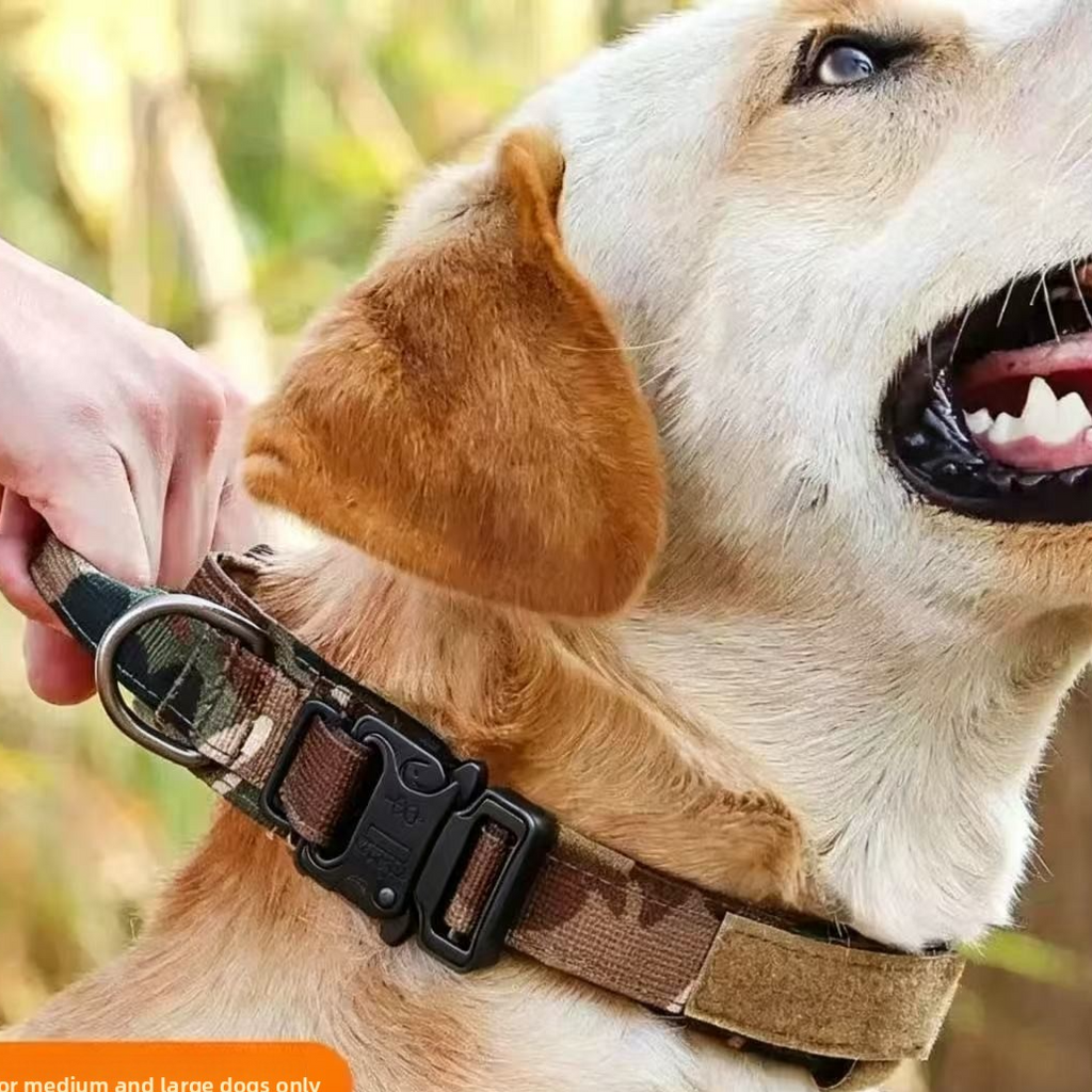 MBL TACTICAL DOG SET ? Collar + Correa